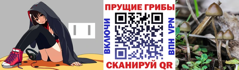 Галлюциногенные грибы Psilocybine cubensis  Купить  Межгорье 